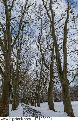 Winter Landscape With Snow. Snow-covered Sycamore Alley. Straznice - Czech Republic