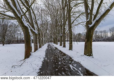 Winter Landscape With Snow. Snow-covered Sycamore Alley. Straznice - Czech Republic