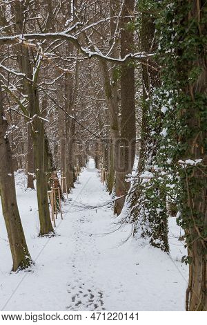 Winter Landscape With Snow. Beautiful Park With Trees - Straznice - Czech Republic