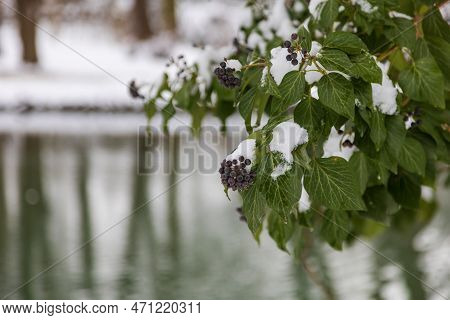 Winter Landscape With Snow. Beautiful Park With Trees - Straznice - Czech Republic