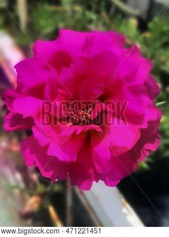 Beautiful Wildflower Blooming All Year Round Your Name Is Eleven O'clock Flower