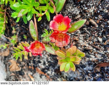 Beautiful Wildflower Blooming All Year Round Your Name Is Eleven O'clock Flower