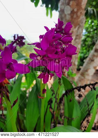 Grapette Orchid (spathoglottis Unguiculata) Has A Grape Scent, Rivaling The Fragrant Gardenia.
The G