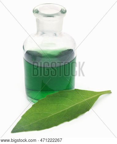 Adhatoda Vasica Or Medicinal Basak Leaves  With Extract In A Glas Jar