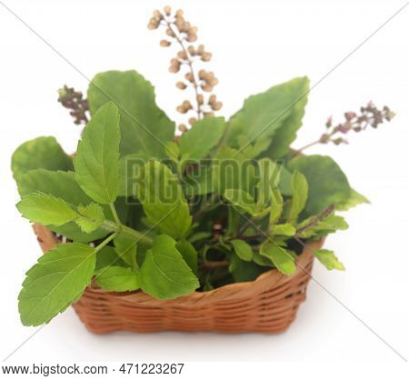 Medicinal Tulsi Leaves Nature On Wooden Surface