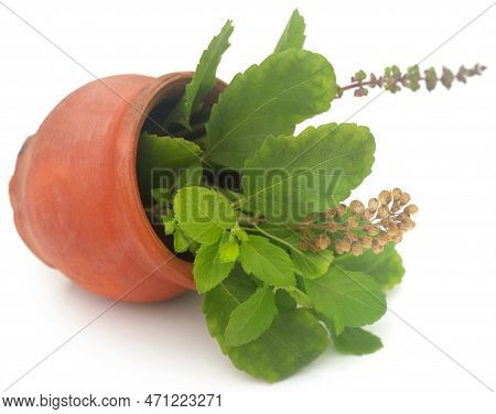 Medicinal Tulsi Leaves Nature On Wooden Surface