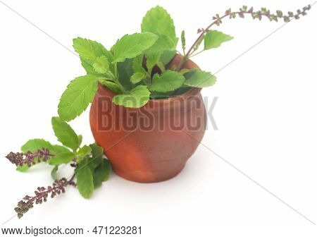 Medicinal Tulsi Leaves Nature Over White Background