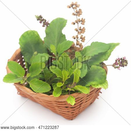 Medicinal Tulsi Leaves Nature Over White Background