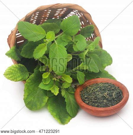 Medicinal Tulsi Leaves Nature Over White Background