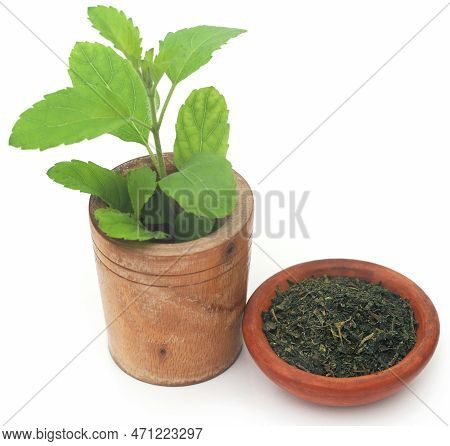 Medicinal Tulsi Fresh Leaves Over White Background