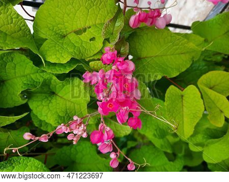 Clingy Love Has A Surprising Effect, Its Delicate Heart-shaped Flowers Create A Romantic Atmosphere 