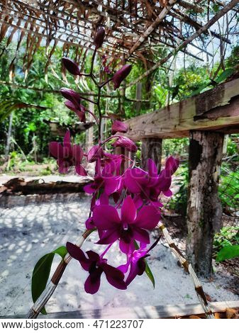 Beautiful Flowers, Species Of Orchids, Exotic And Unusual Flowers, Of Unique Beauty