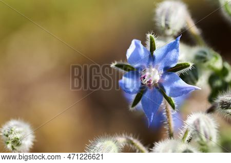 Borage Borago Officinalis , Also Known As A Starflower, Is An Annual Herb In The Flowering Plant Fam