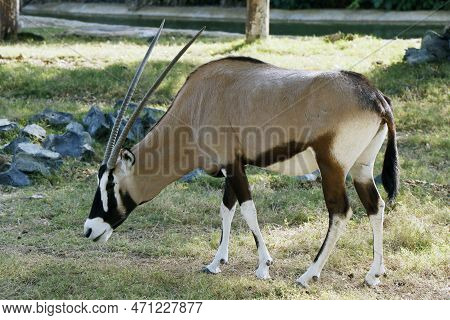 Gemsbok Or South African Oryx (oryx Gazella) Is A Large Antelope In The Genus Oryx