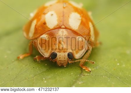 Natural Facial Closeup On An Orange Ladybird, Halyzia Sedecimguttata, Sitting On A Leaf On A Leaf