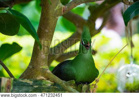 Exotic Tauraco Bird Sit Outdoor. Photo Of Exotic Tauraco Bird In Nature. Exotic Tauraco Bird