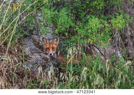 Red Fox Europea