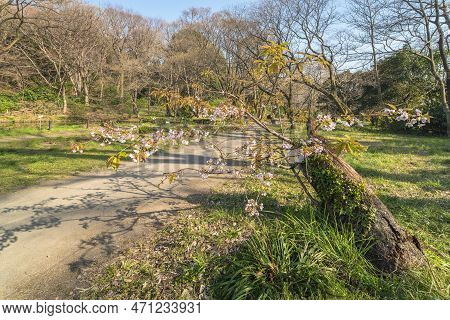 White And Pink Cherry Blossom Tree Named Satozakura Or Prunus Lannesiana In The Forest Of The Koishi