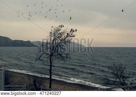Silhouette Of Lonely Tree With Flying Birds By The Black Sea. Crimea