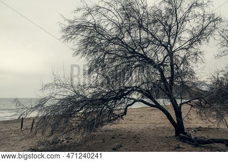 Silhouette Of Trees On Beach Of Black Sea. Crimea