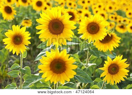 Sunflowers Field