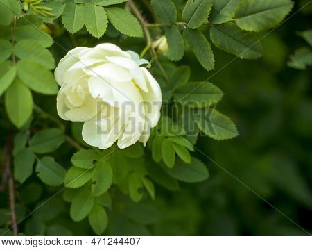 White Roseship Flower On A Dark Green Background. High Quality Photo