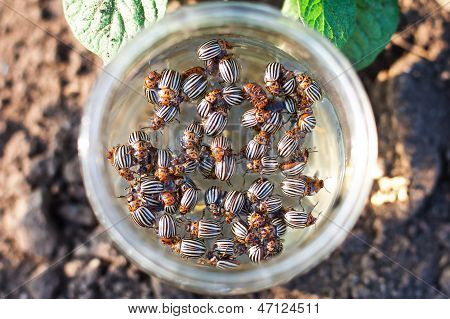 Colorado Beetle