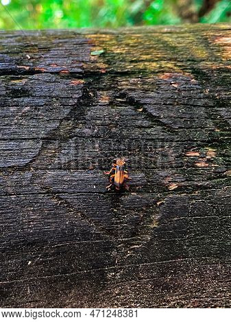 Firefly (in Portuguese: Vagalume) Positioned In The Center Of Rhombus Geometric Marking
