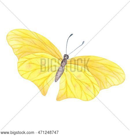 Realistic Yellow Butterfly With Detailed Wings Isolated. Watercolor Hand Drawn Realistic Insect Llus