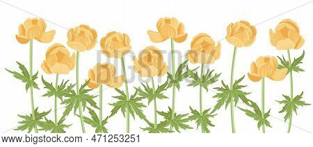 Globeflower, Field Flowers, Vector Drawing Wild Plants At White Background, Floral Elements, Hand Dr