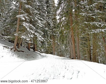 Alpine Forest Trails In A Typical Winter Environment And After The Winter Snowfall Above The Tourist