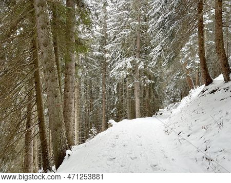 Alpine Forest Trails In A Typical Winter Environment And After The Winter Snowfall Above The Tourist