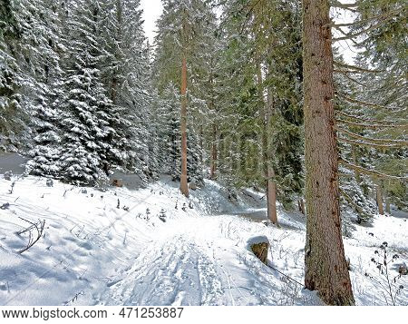 Alpine Forest Trails In A Typical Winter Environment And After The Winter Snowfall Above The Tourist