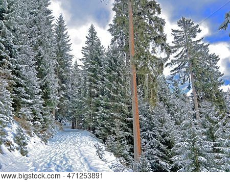 Alpine Forest Trails In A Typical Winter Environment And After The Winter Snowfall Above The Tourist