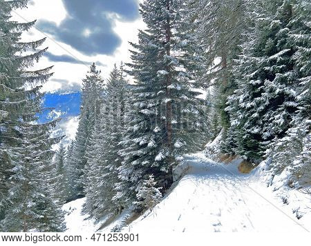 Alpine Forest Trails In A Typical Winter Environment And After The Winter Snowfall Above The Tourist