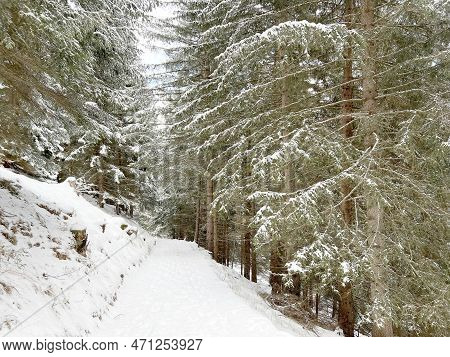Alpine Forest Trails In A Typical Winter Environment And After The Winter Snowfall Above The Tourist