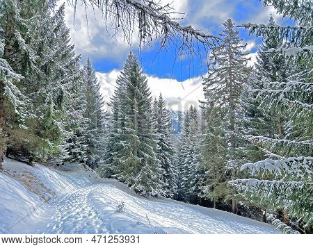 Alpine Forest Trails In A Typical Winter Environment And After The Winter Snowfall Above The Tourist