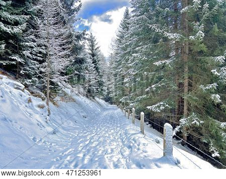 Alpine Forest Trails In A Typical Winter Environment And After The Winter Snowfall Above The Tourist