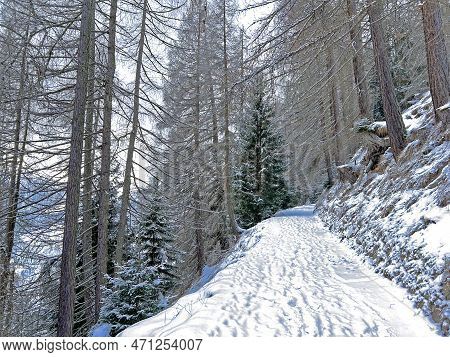 Alpine Forest Trails In A Typical Winter Environment And After The Winter Snowfall Above The Tourist