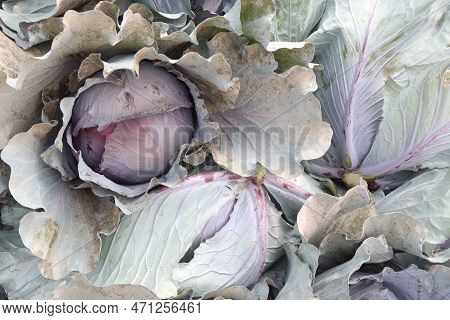 Cabbage On Farm For Harvest This Is Cash Crops