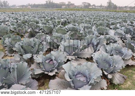 Green Colored Healthy Fresh Cabbage On Farm For Harvest Are Cash Crops