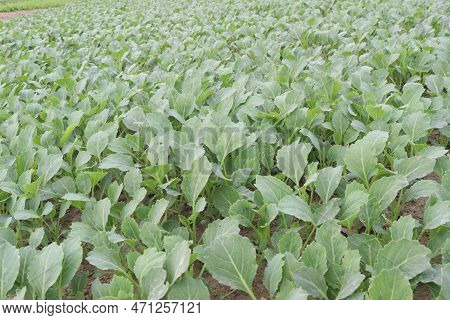 Green Colored Healthy Fresh Cabbage On Farm For Harvest Are Cash Crops