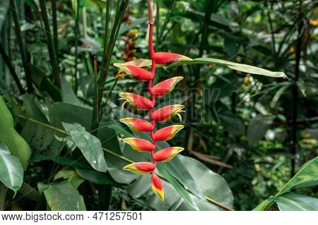 Vibrant Heliconia Rostrata Flower, Unique Shape And Vivid Colors In Breathtaking Detail. Standout In