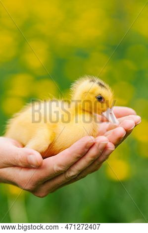 Small Yellow Mulard Duck In Hands, Close-up.