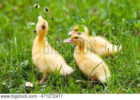 Young Poultry In The Grass, Newborn Ducklings.