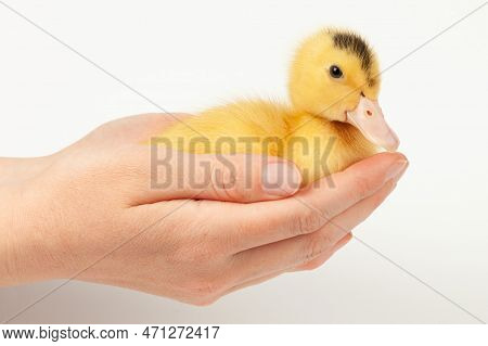 Newborn Duckling Mulard In Hands On A White Background.