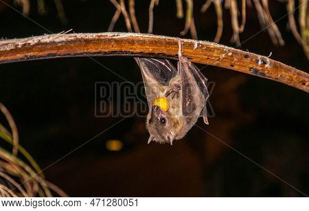 Bat - Nile Fruit Bat - Hangs On A Palm Tree And Eats Palm Fruits