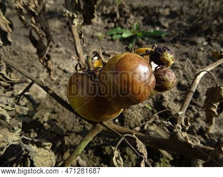 Tomatoes Infected With Phytophthora Infestans In Natural Conditions, Loss Of Tomato Harvest