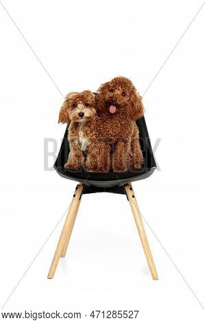 Two Cute Curly Red-brown Poodles, Liitle Dogs Posing Isolated Over White Studio Background. Pet Look