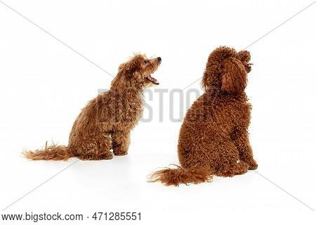 Two Cute Curly Red-brown Poodles, Liitle Dogs Posing Isolated Over White Studio Background. Pet Look